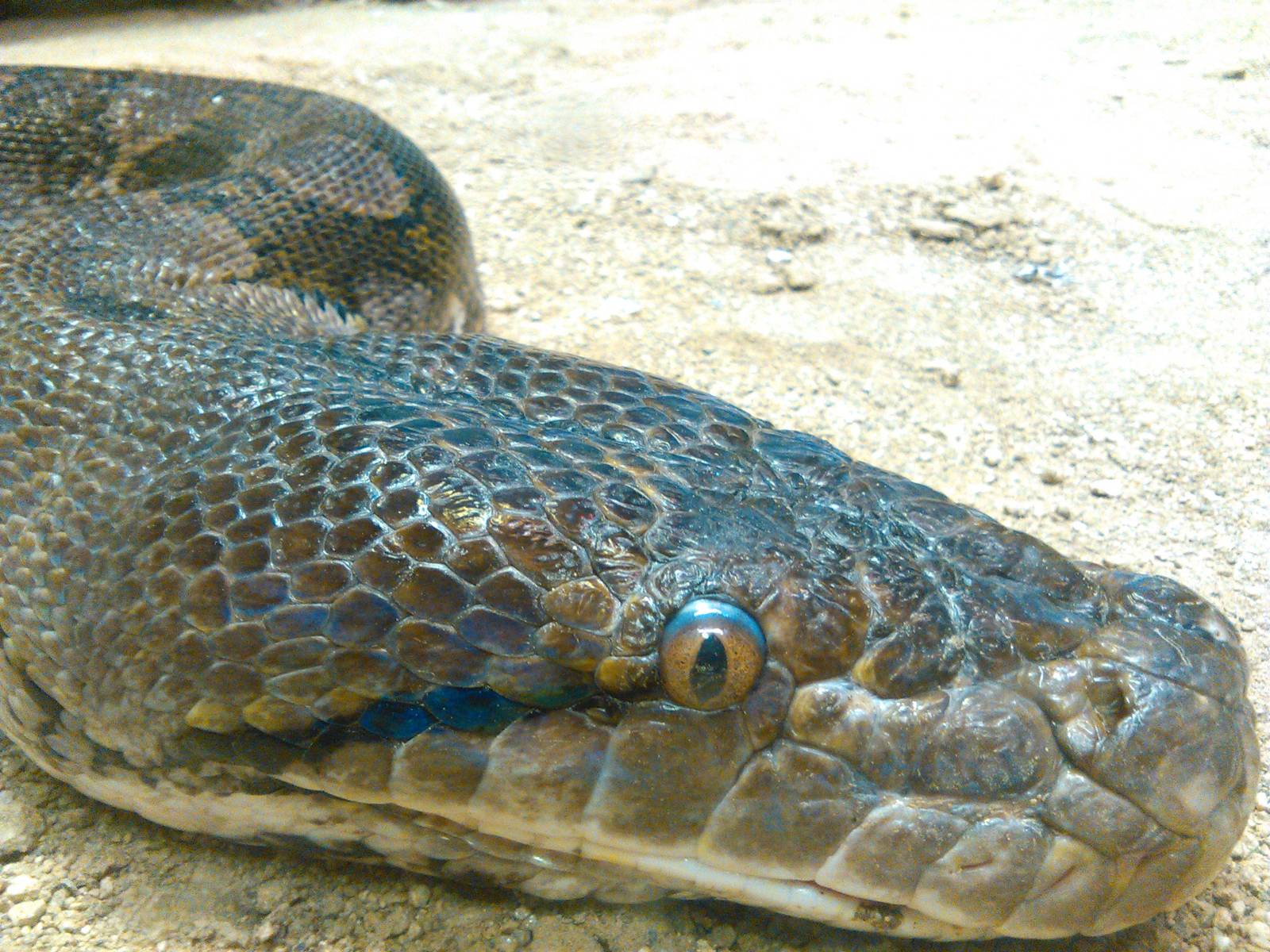 Reticulated python