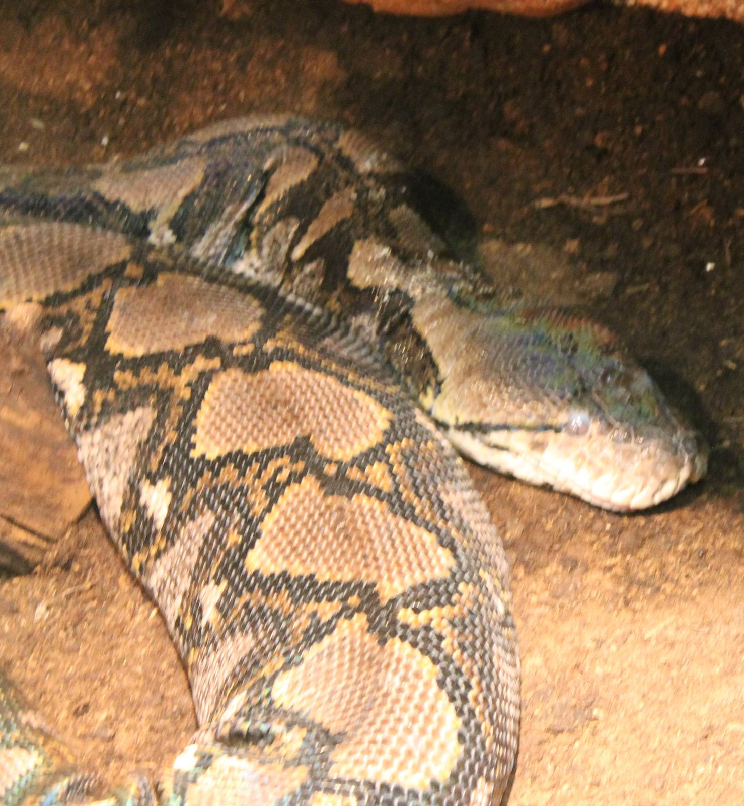 Reticulated python