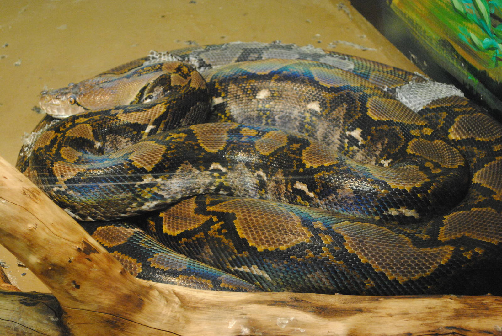 Reticulated Python