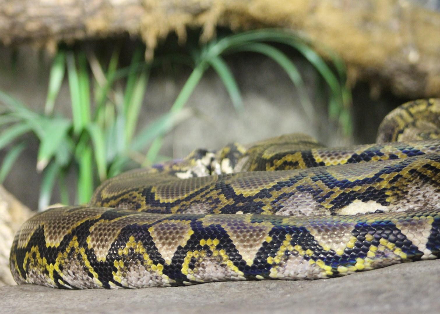 Reticulated python