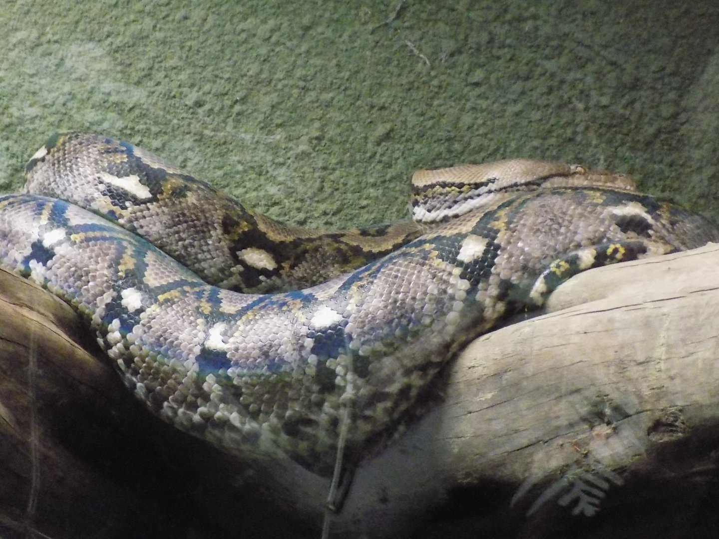 Reticulated Python