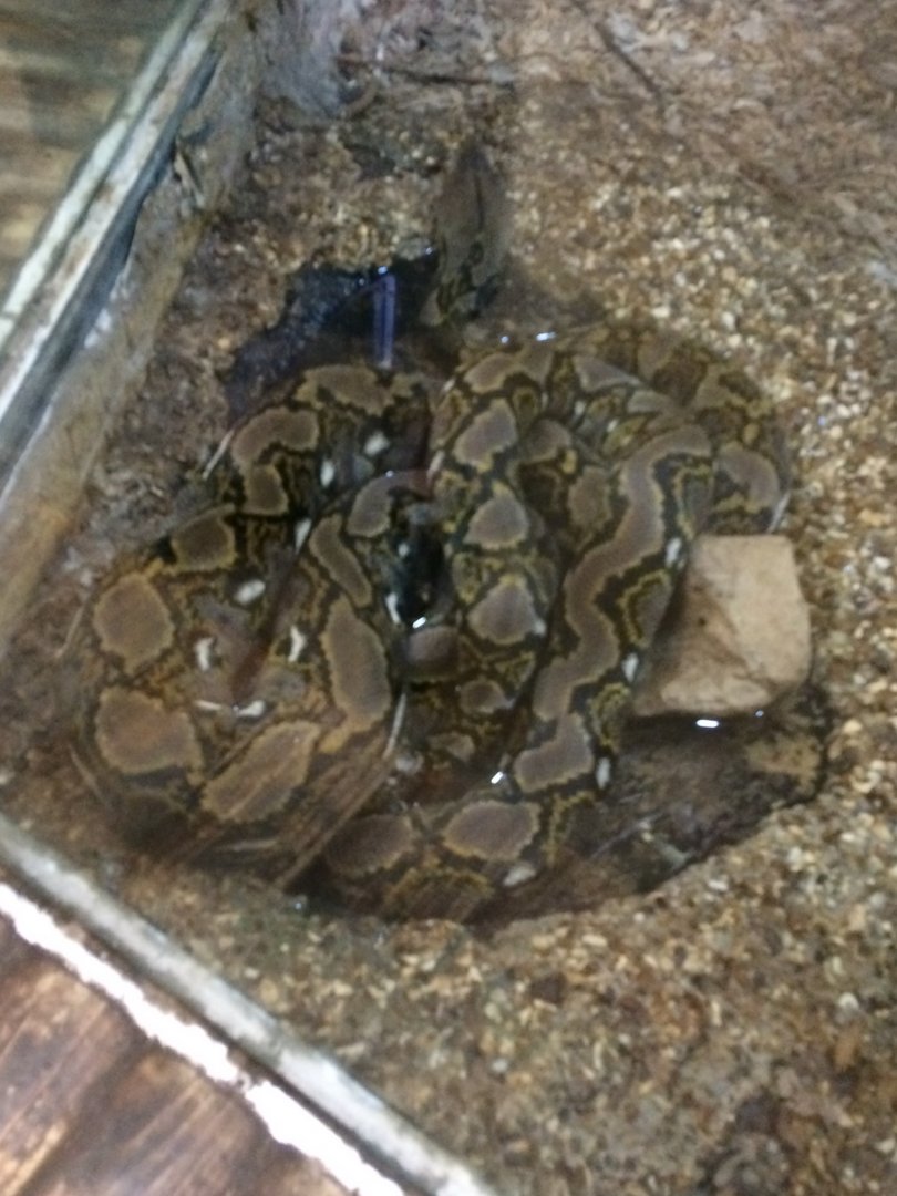 Reticulated python
