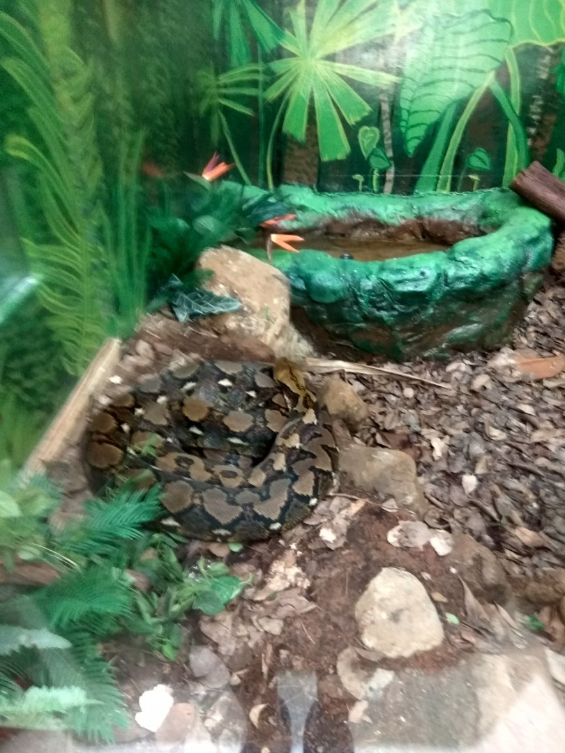 reticulated python
