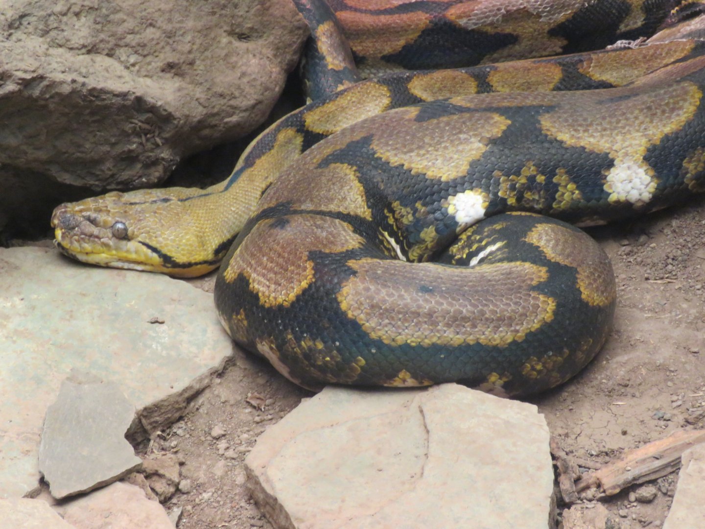Reticulated python