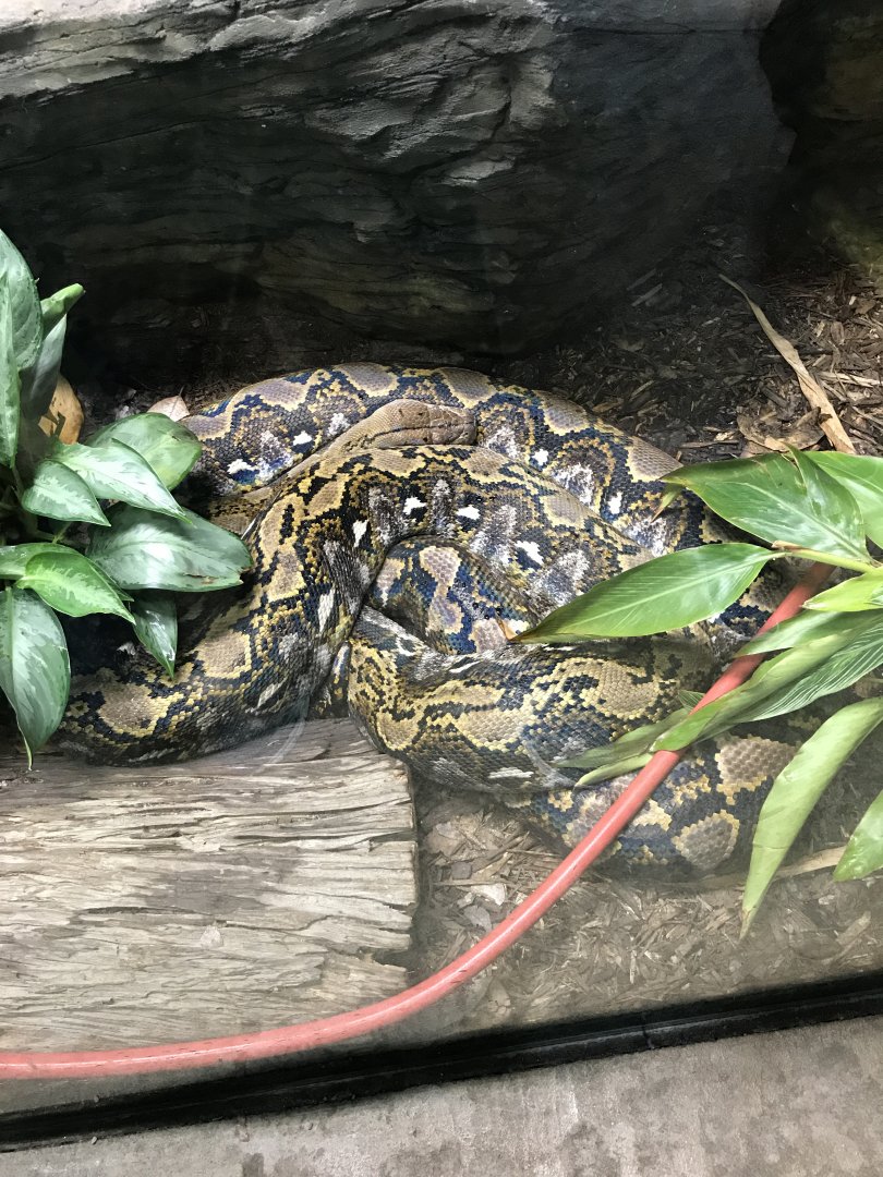 Reticulated python