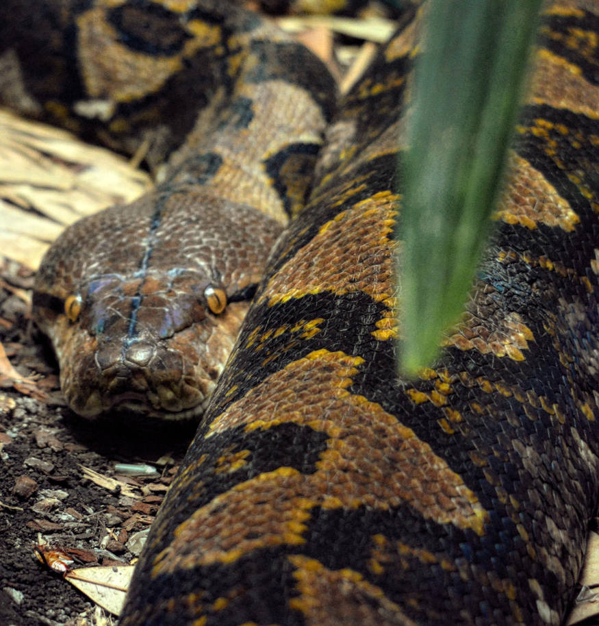 reticulated python