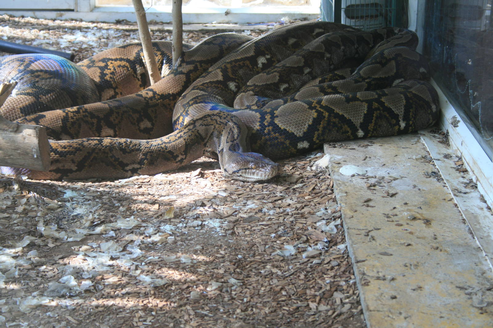 reticulated python