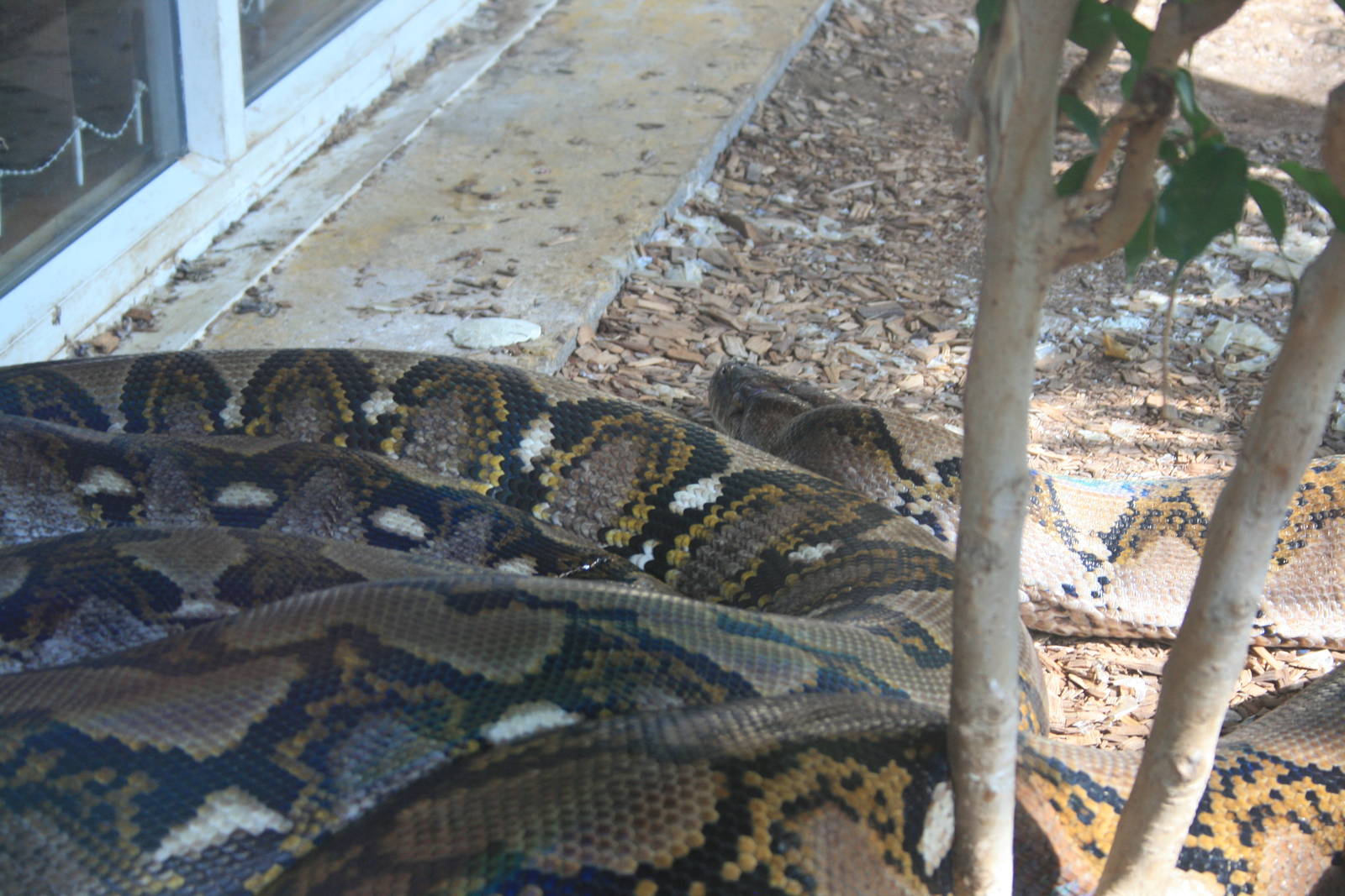 reticulated python
