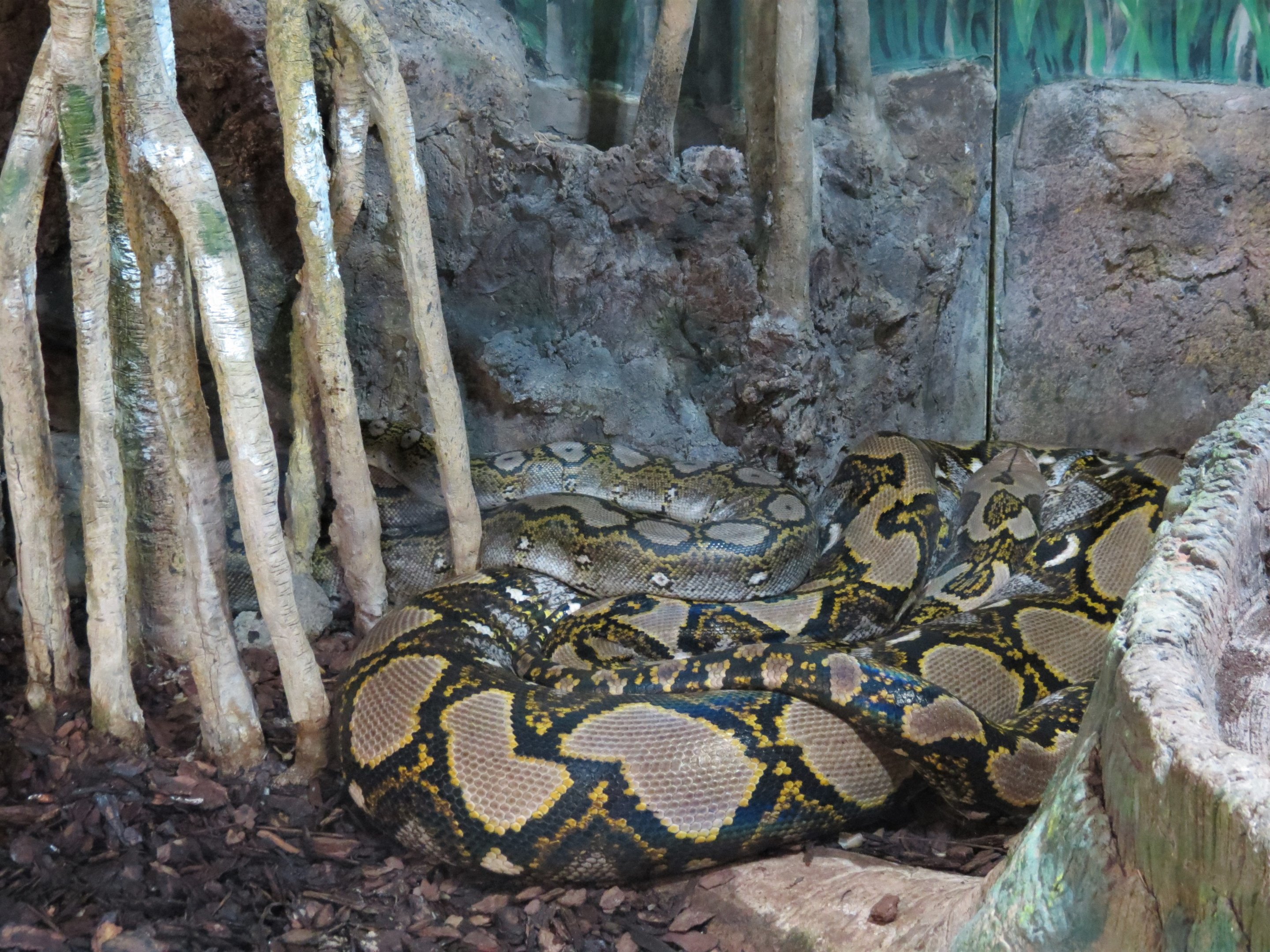 Reticulated Python