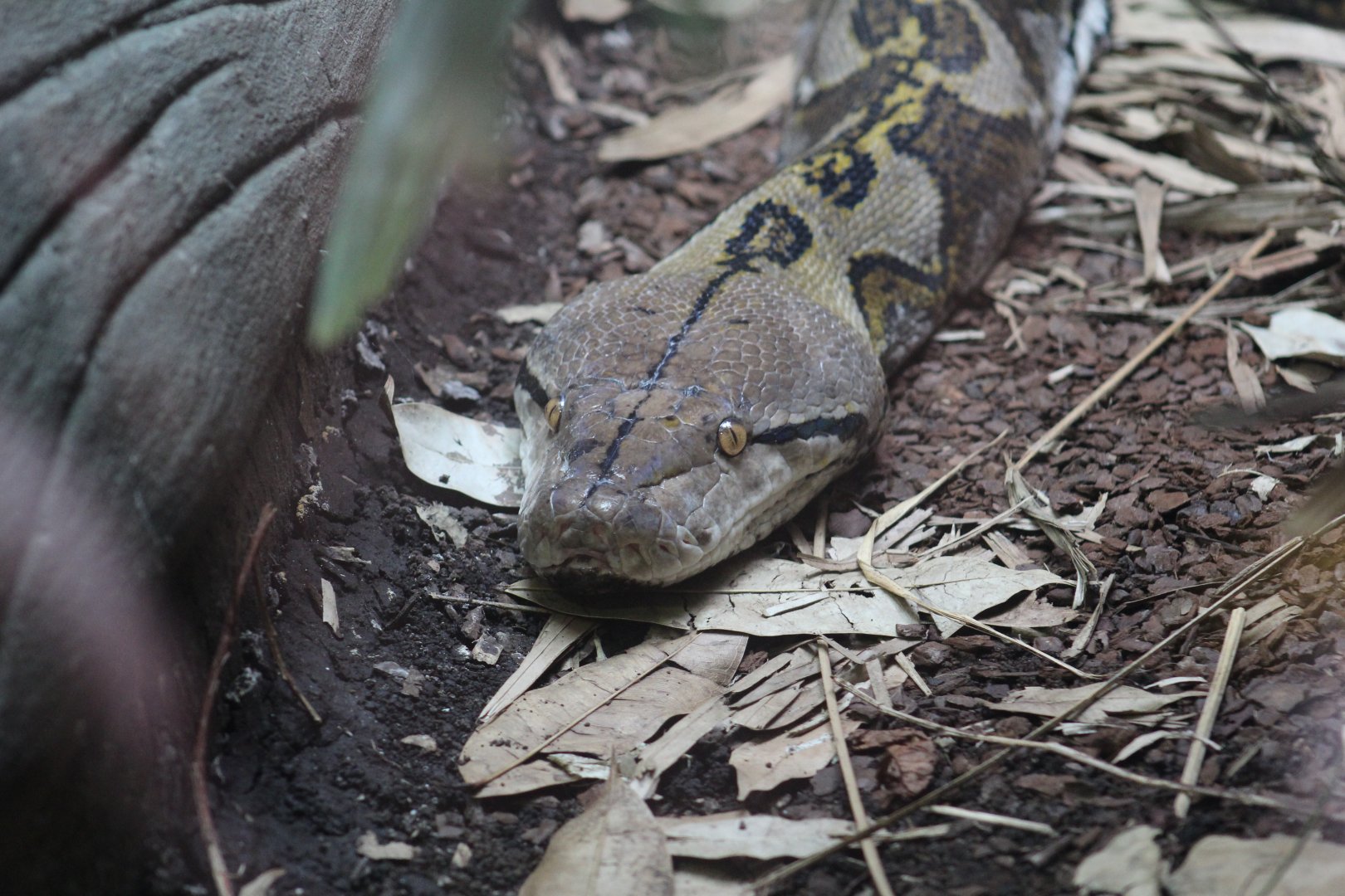 Reticulated Python
