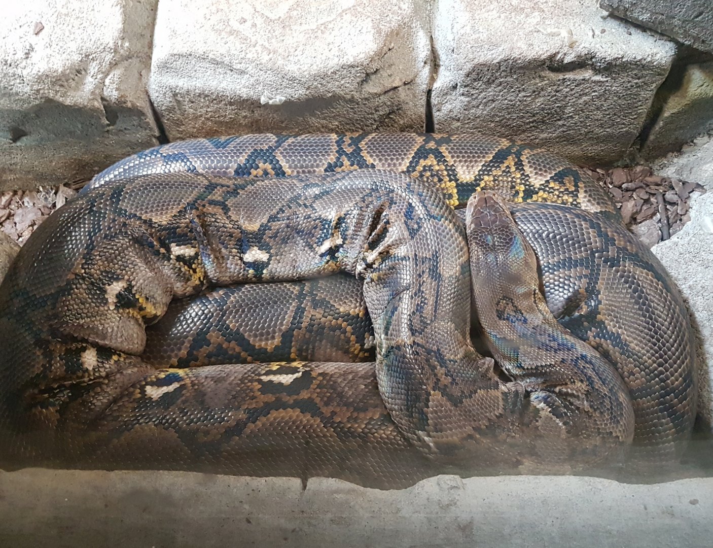 Reticulated python