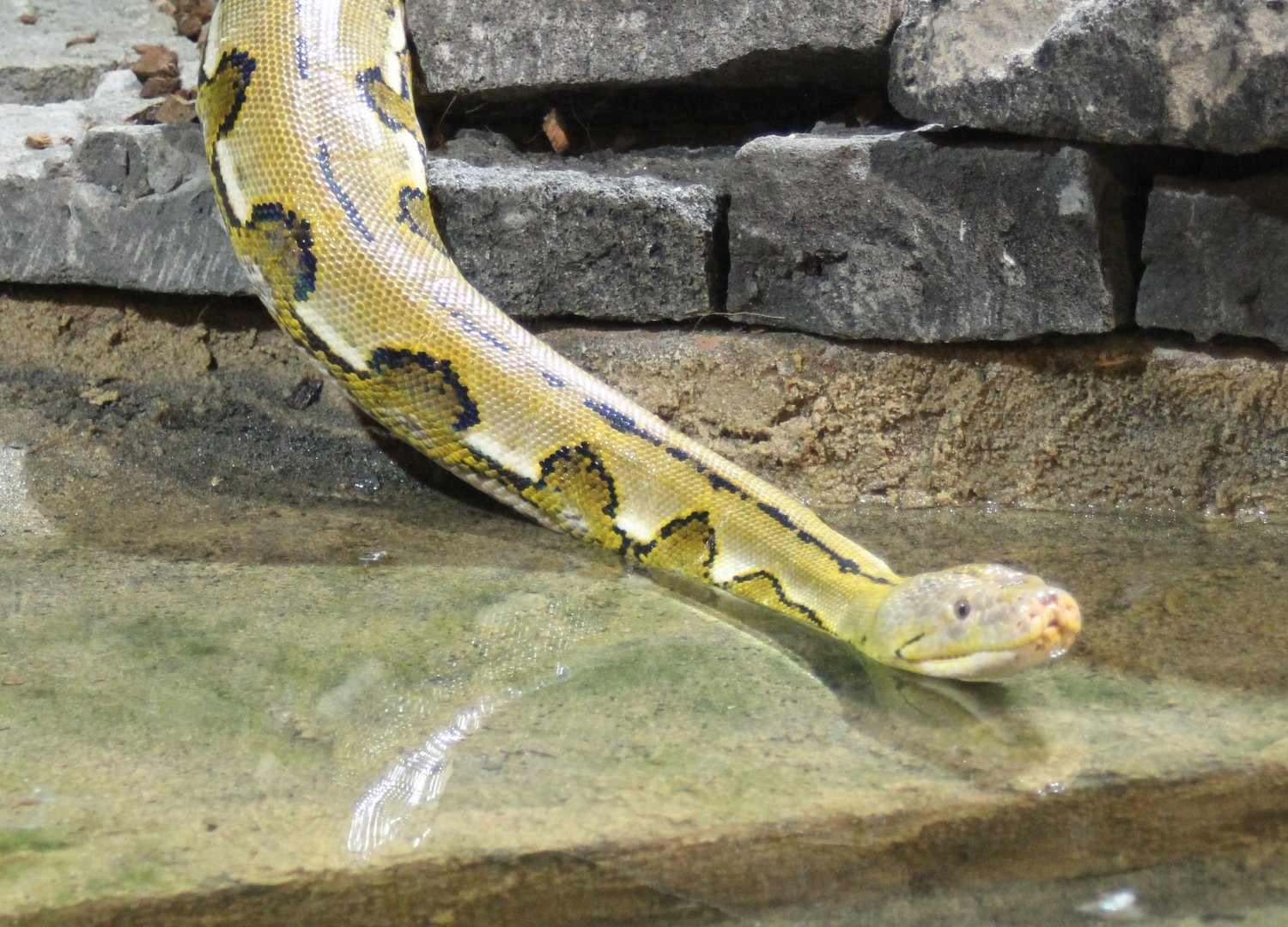 Reticulated python