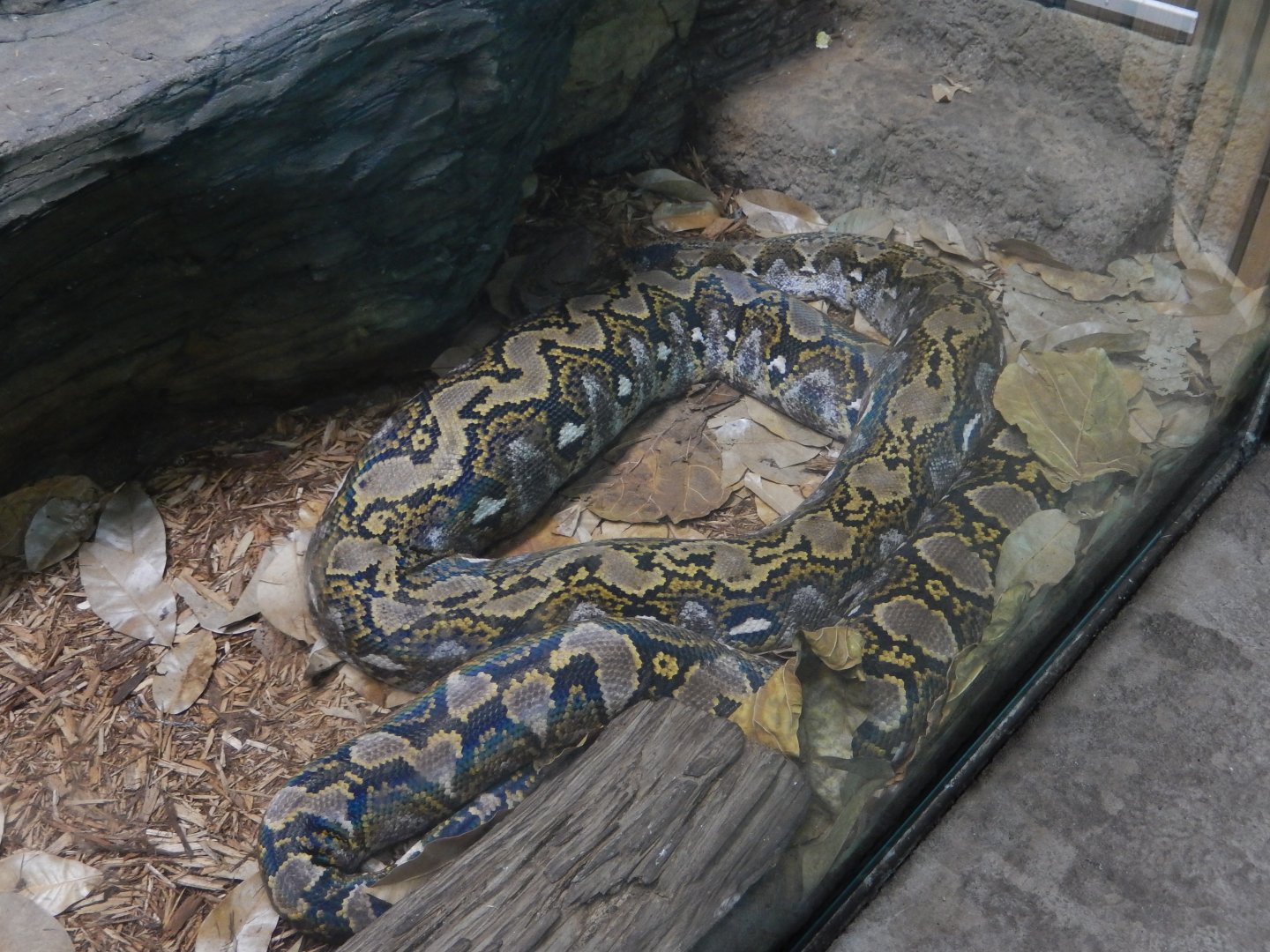Reticulated Python