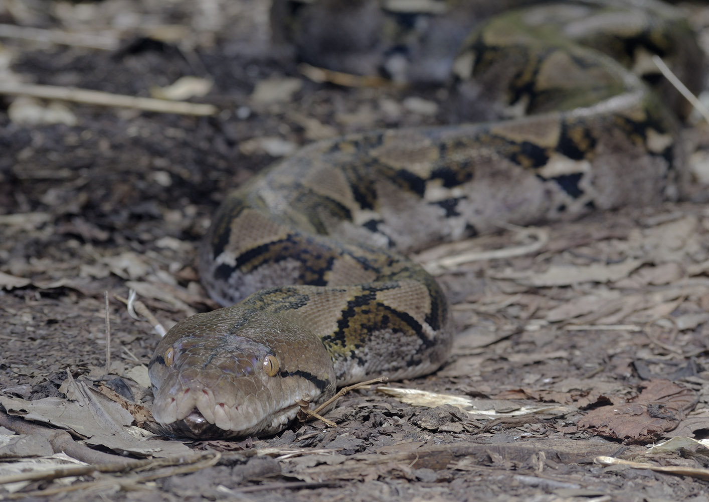 Reticulated python