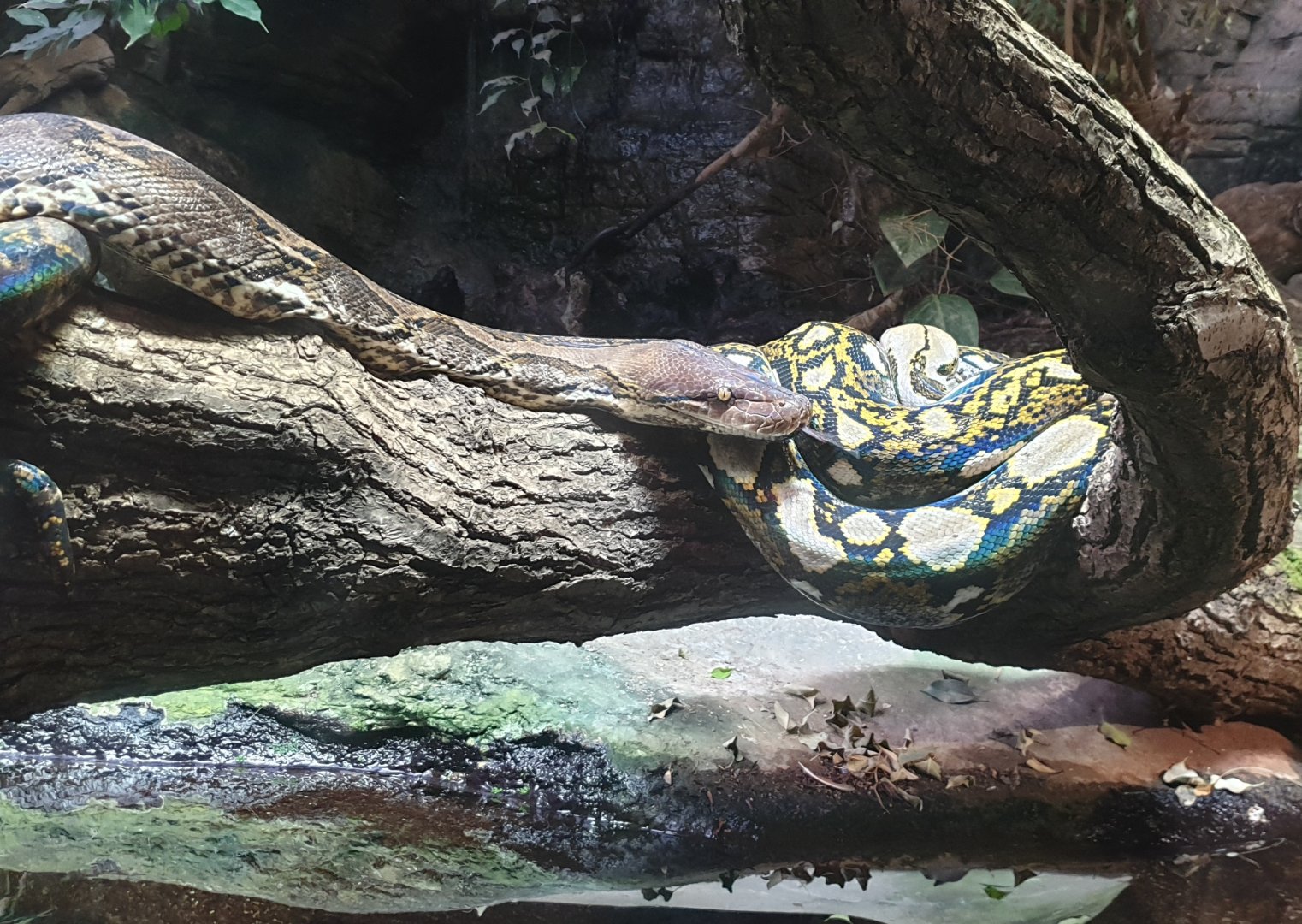 Reticulated python