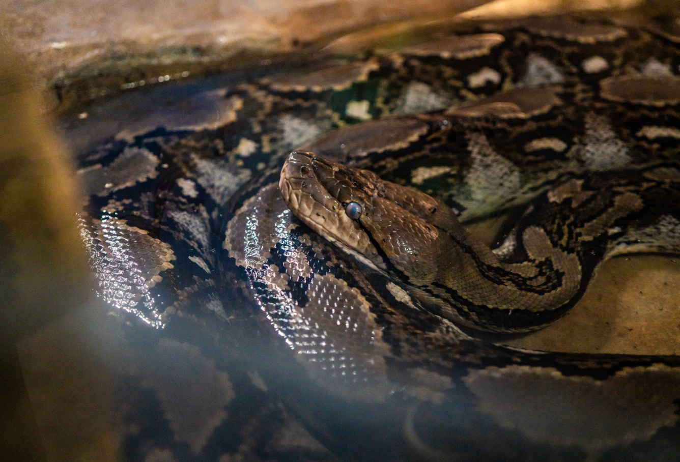 Reticulated Python