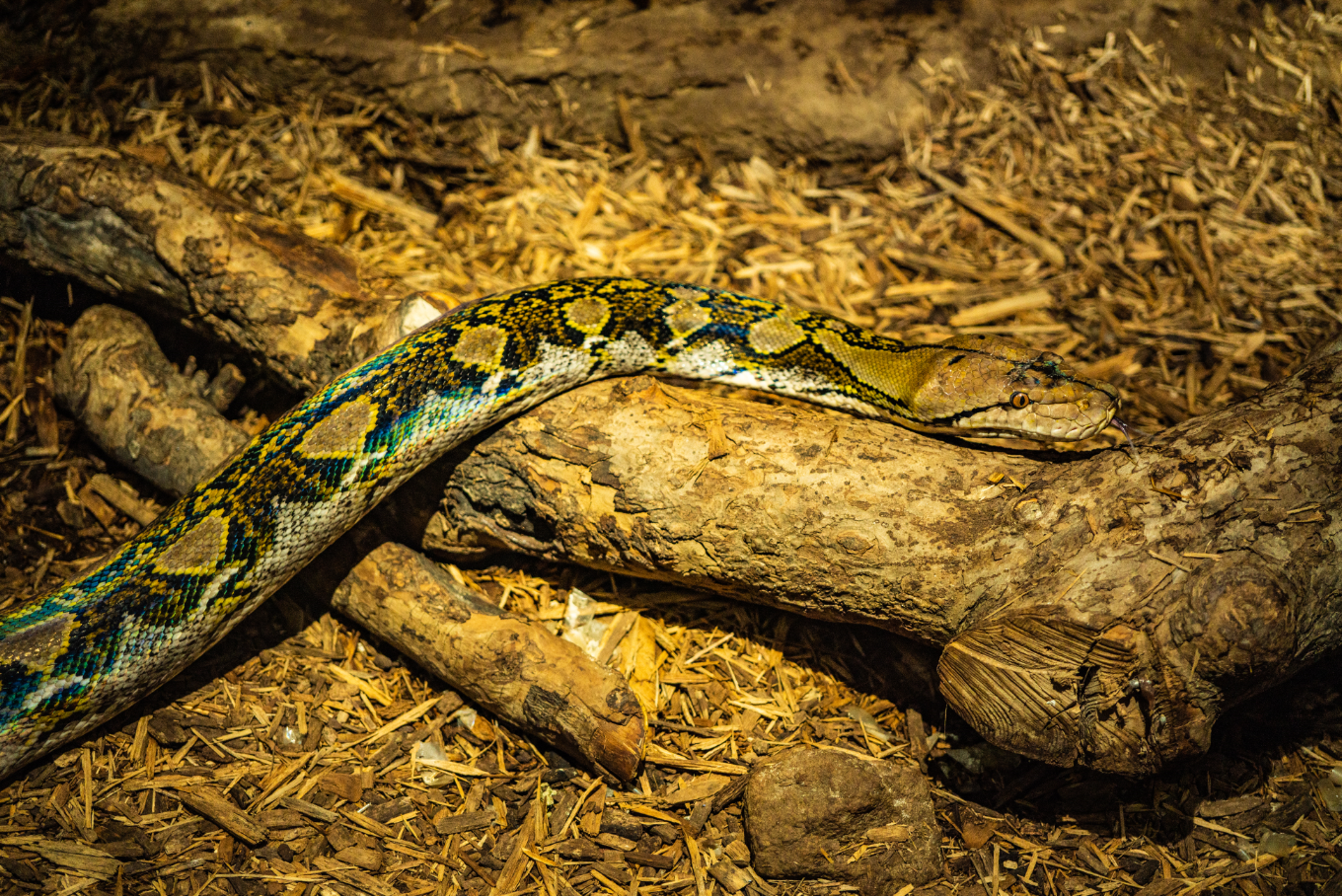 Reticulated Python
