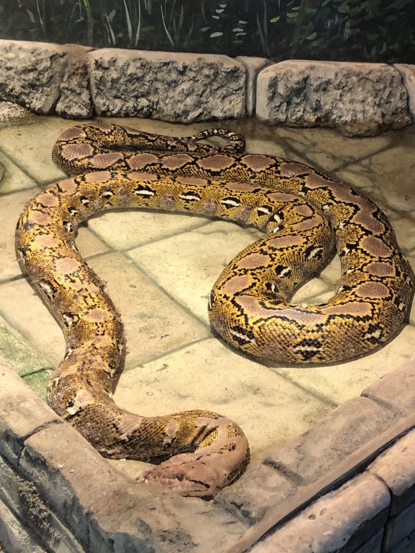 Reticulated Python