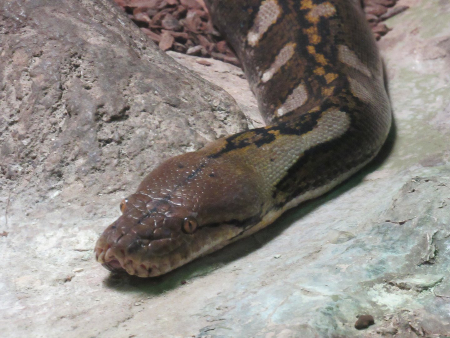 Reticulated Python
