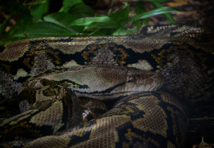 Reticulated Python