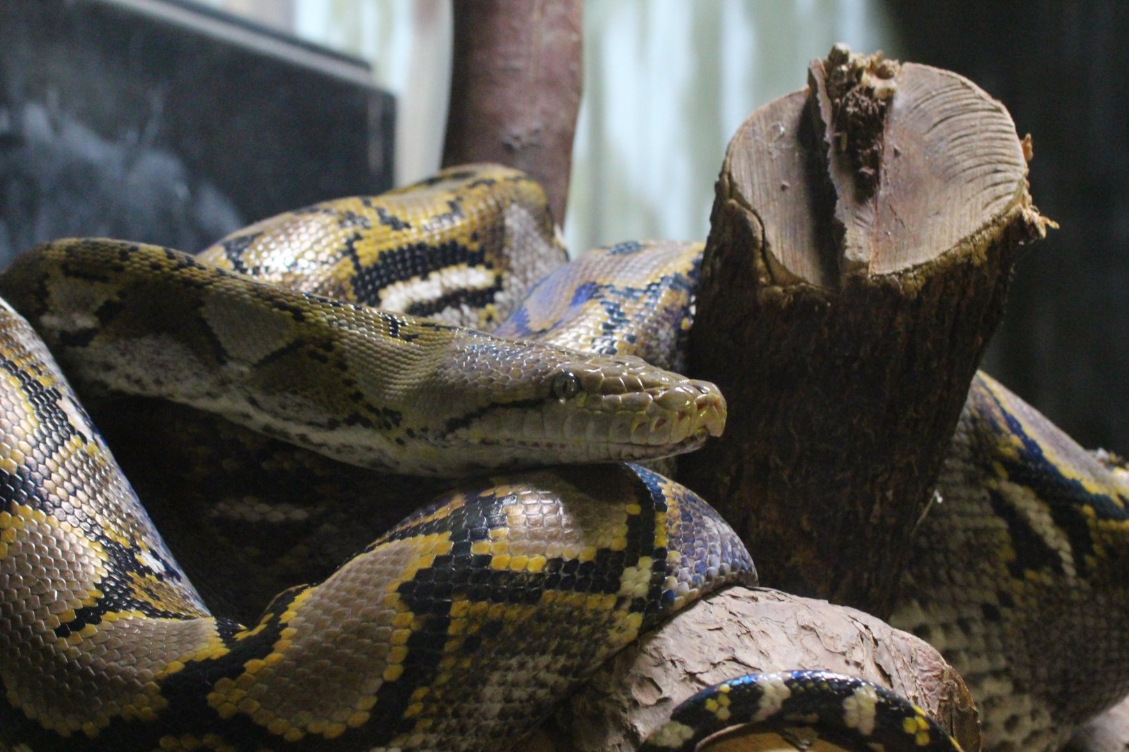 Reticulated Python