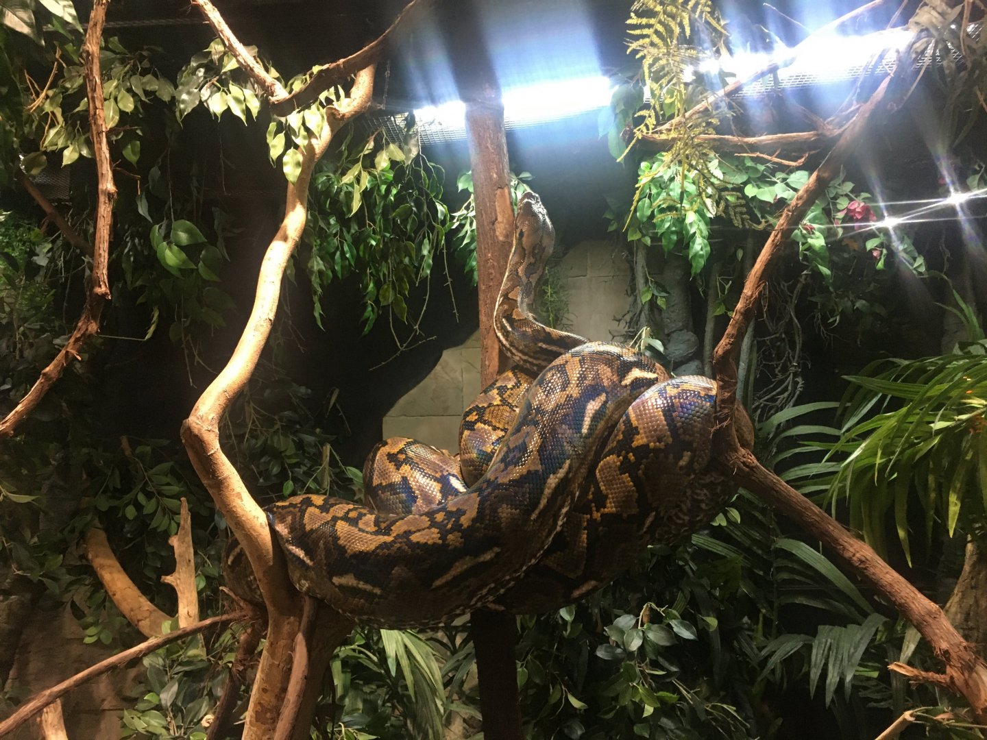 Reticulated python