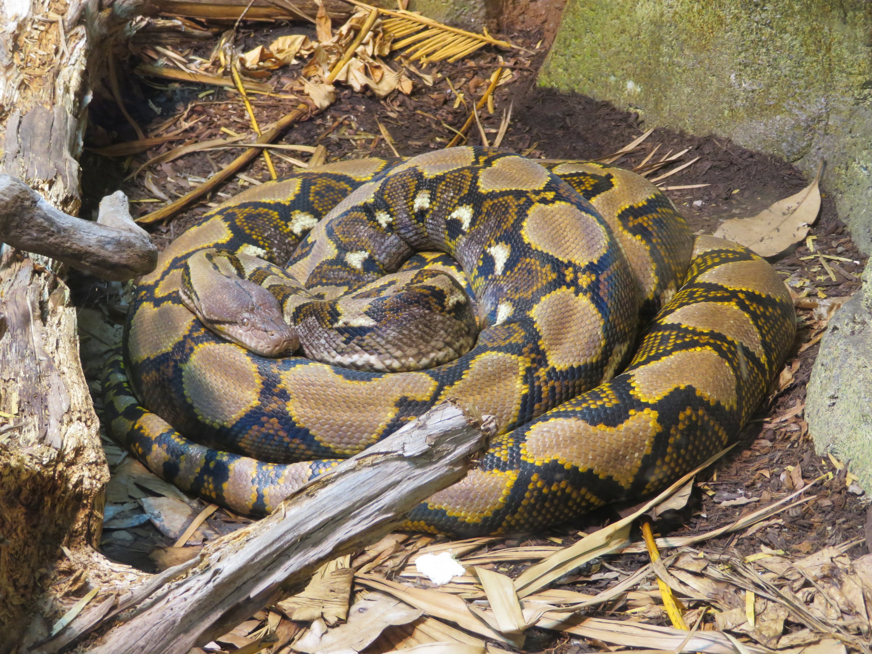 Reticulated Python