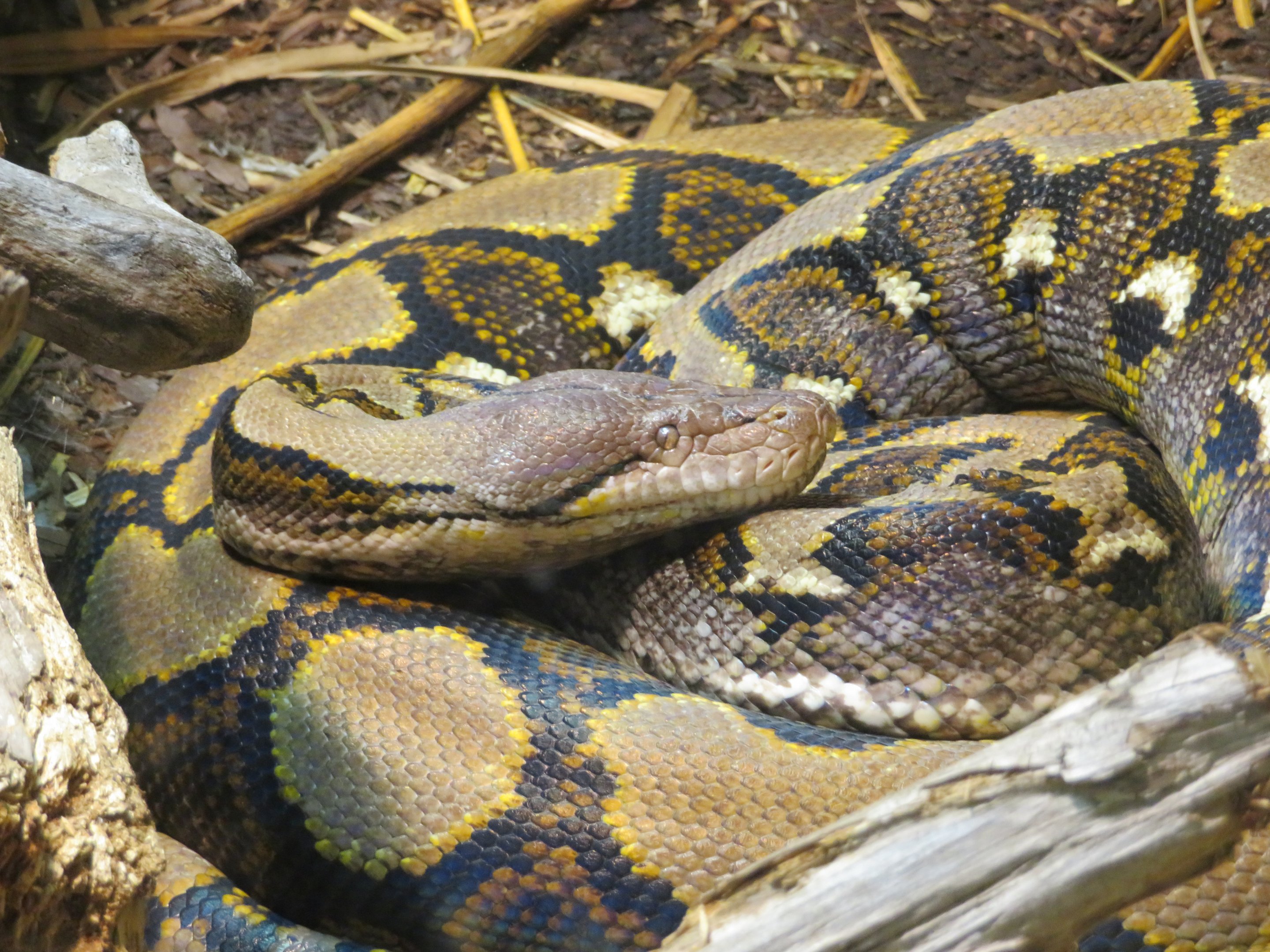 Reticulated Python