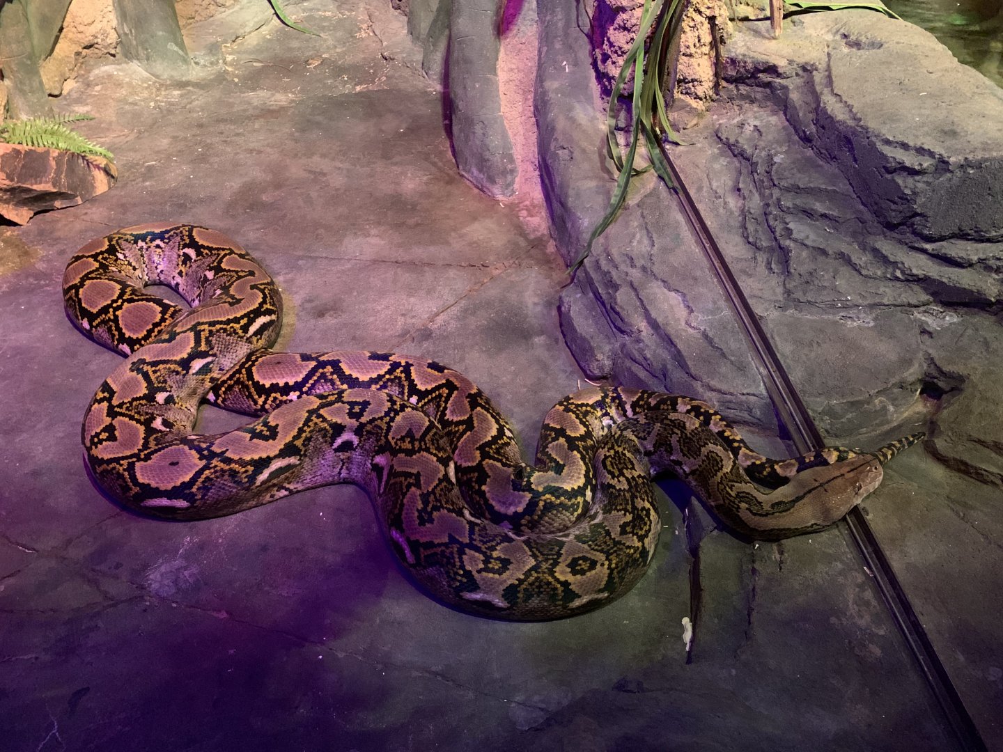 Reticulated Python