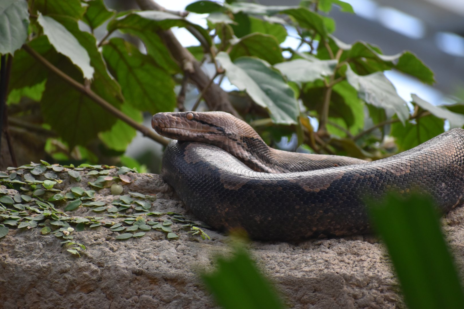 Reticulated python