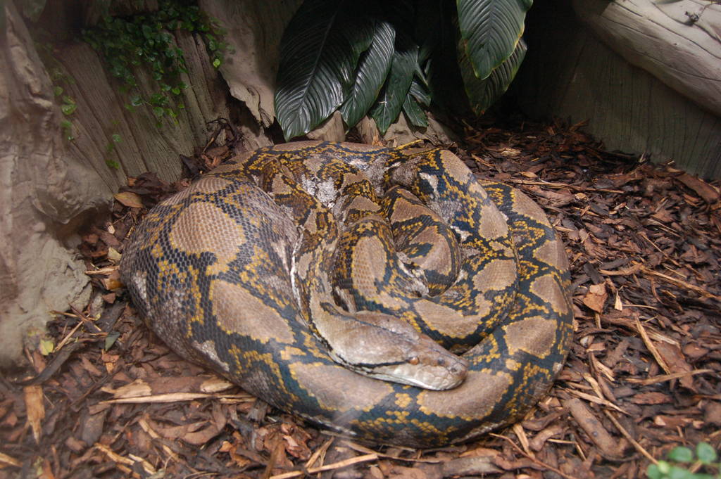 Reticulated Python