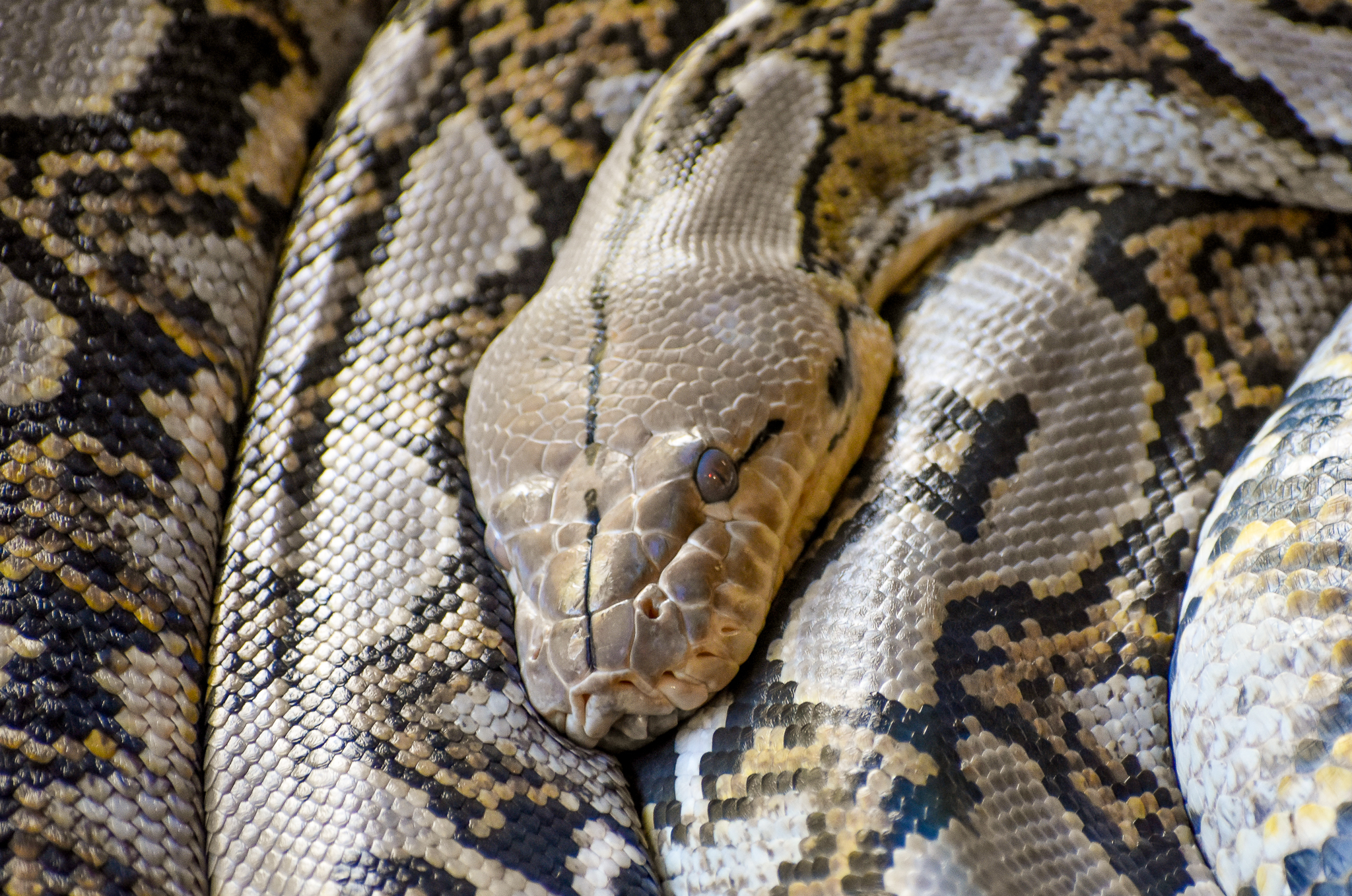 Reticulated Python