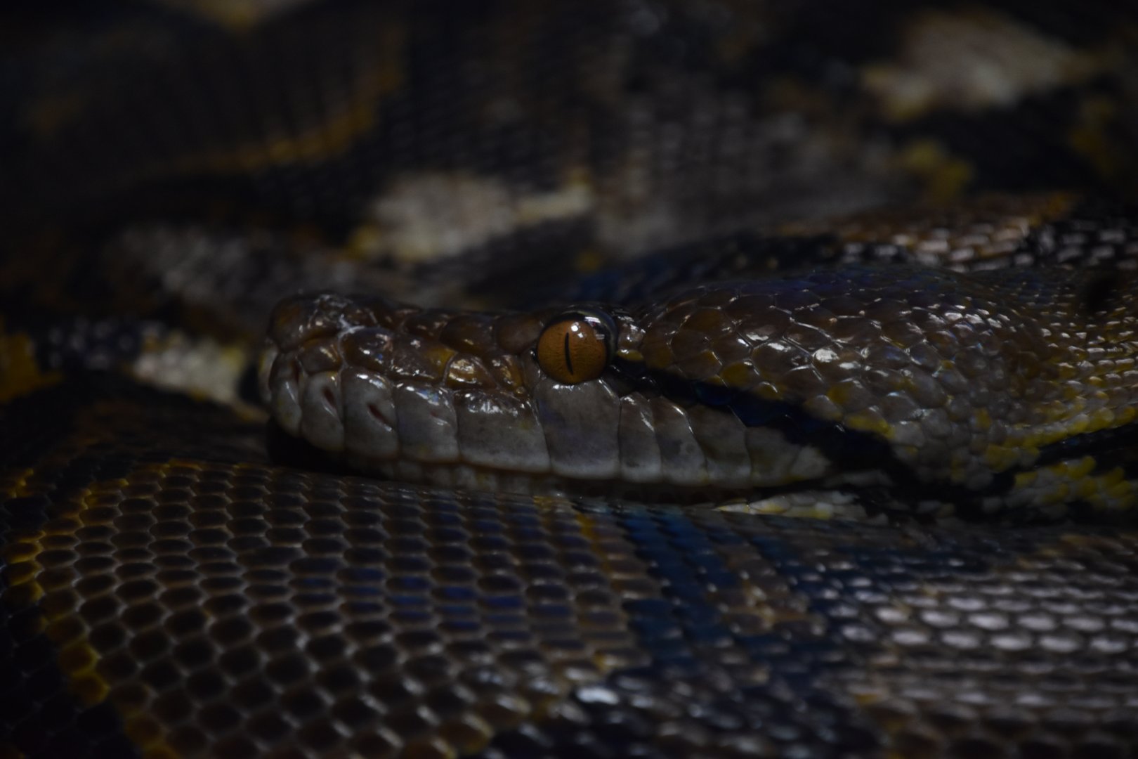 Reticulated python
