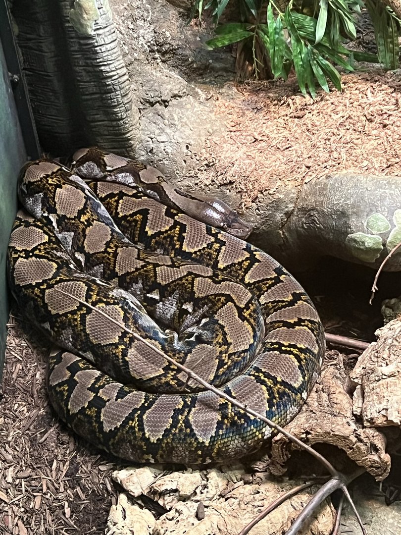 Reticulated Python