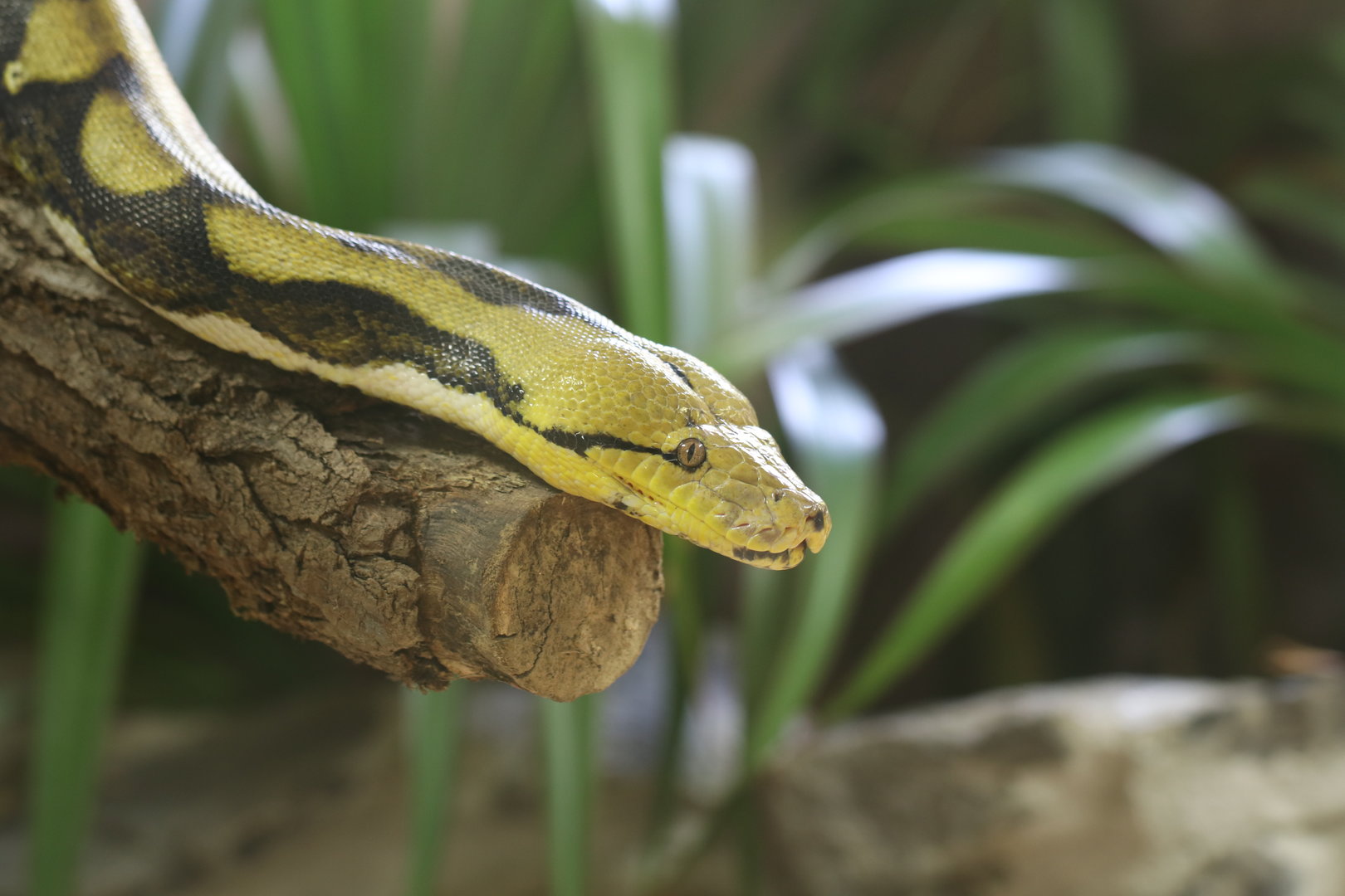 Reticulated python
