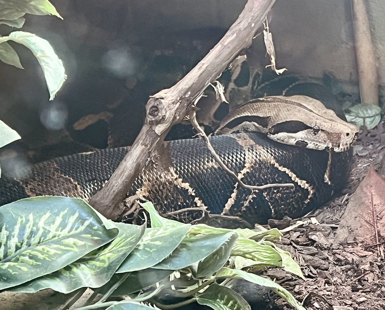 Reticulated Python