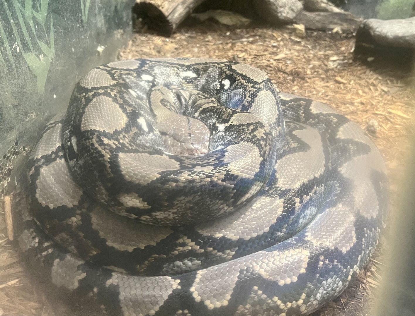 Reticulated Python