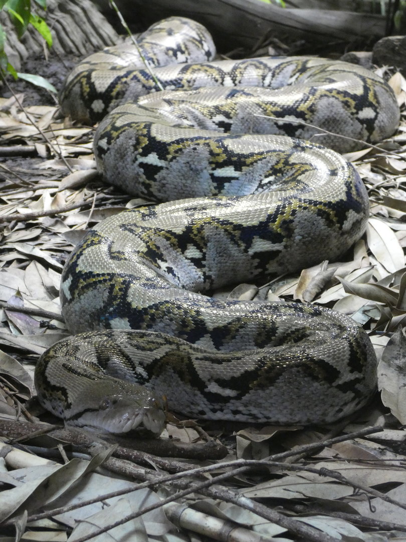 Reticulated python