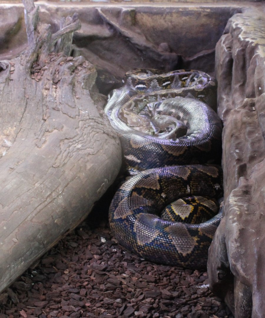Reticulated python