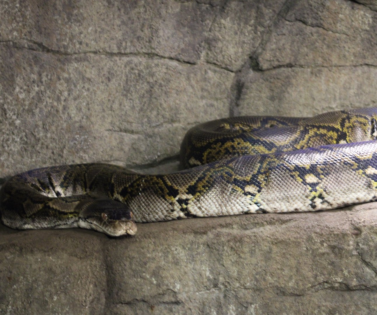 Reticulated python