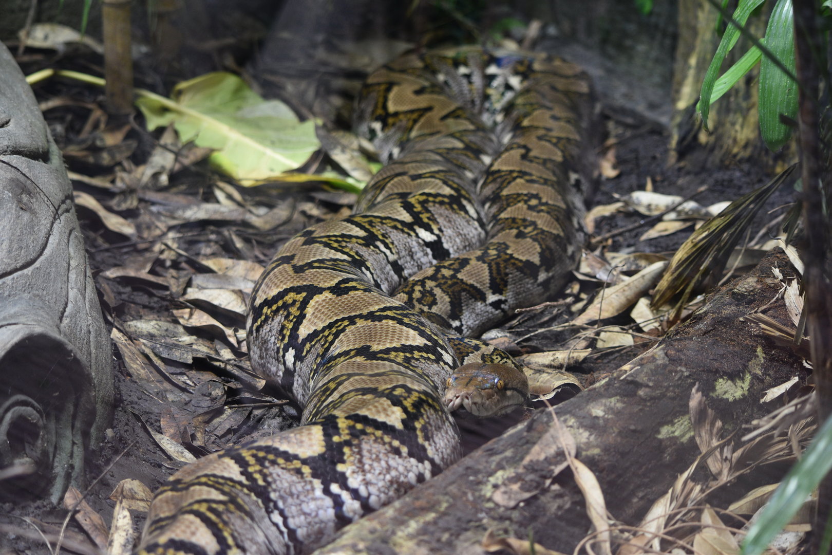 Reticulated Python