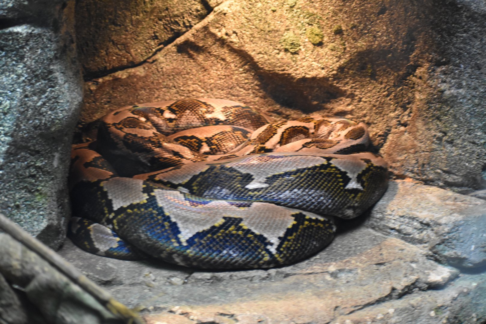 Reticulated Python