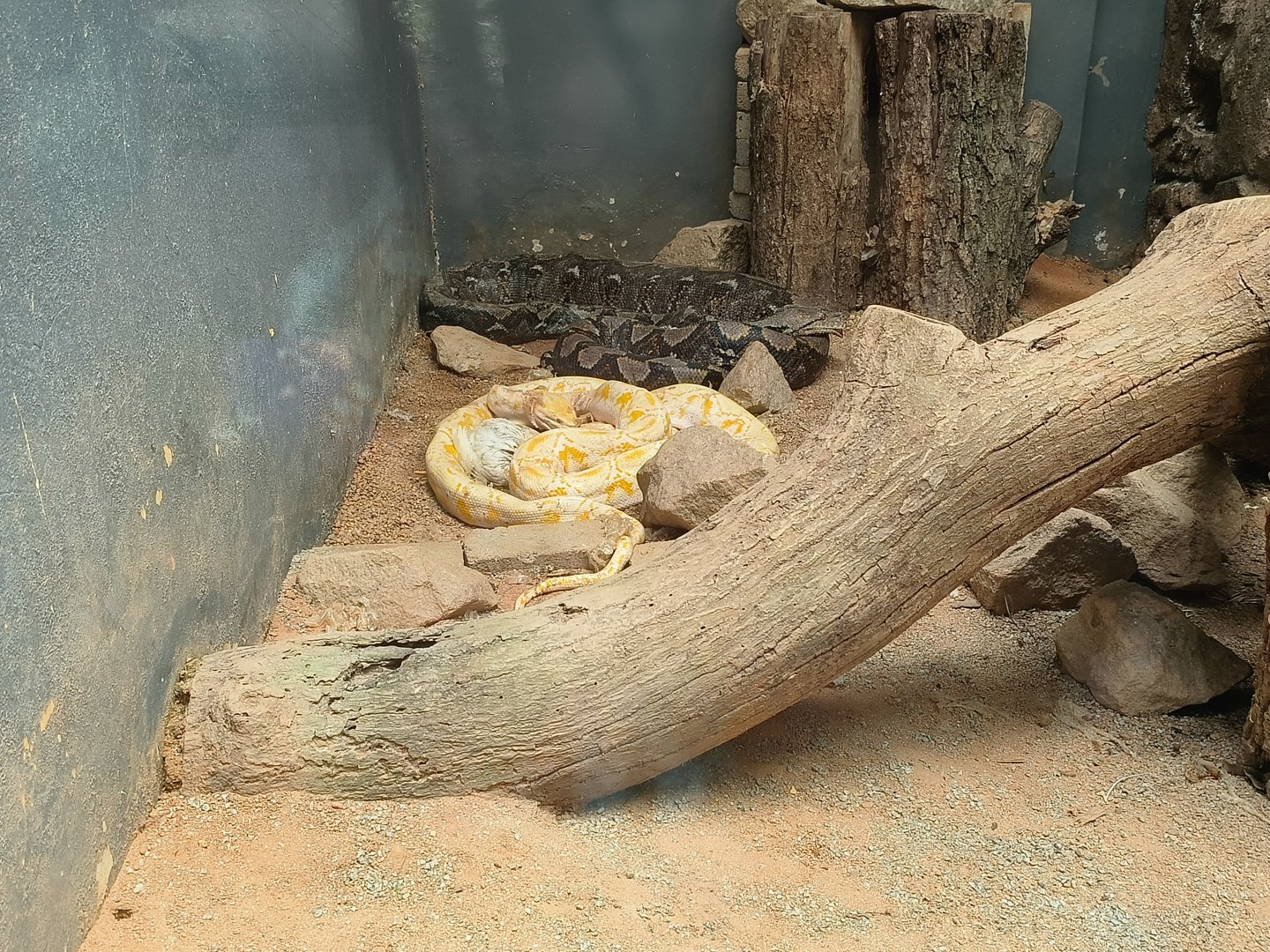 Reticulated Python