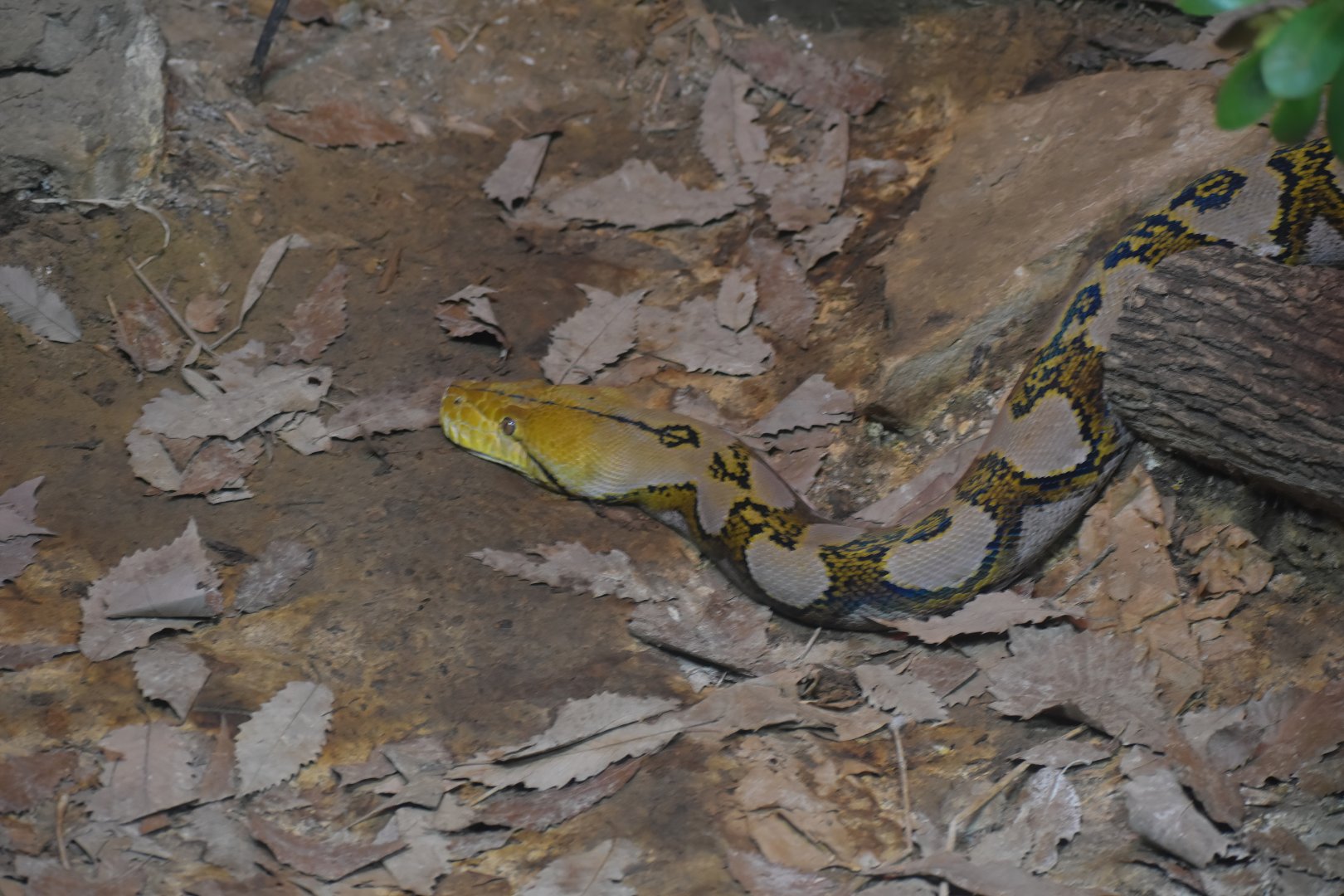 Reticulated Python
