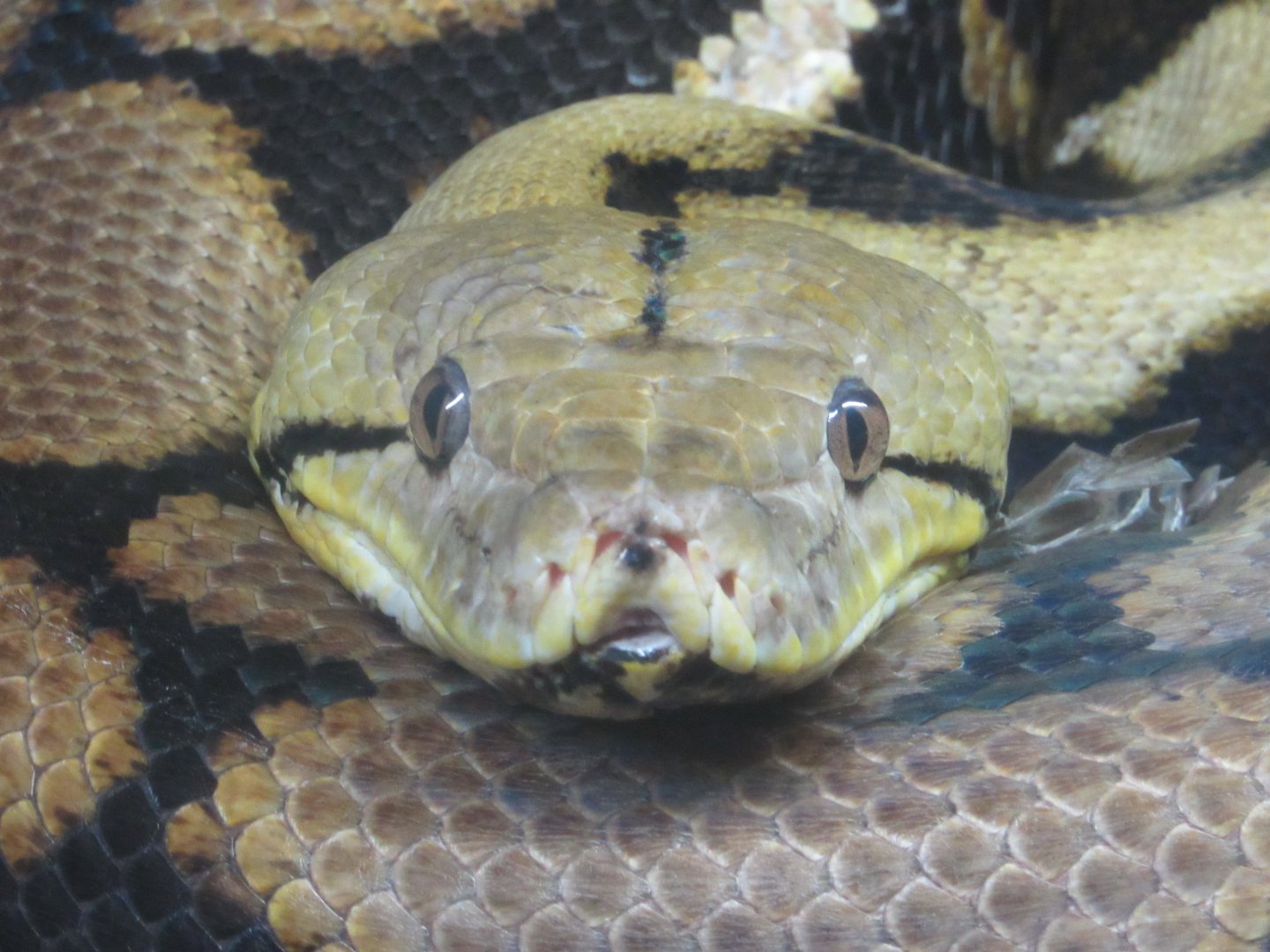 Reticulated Python