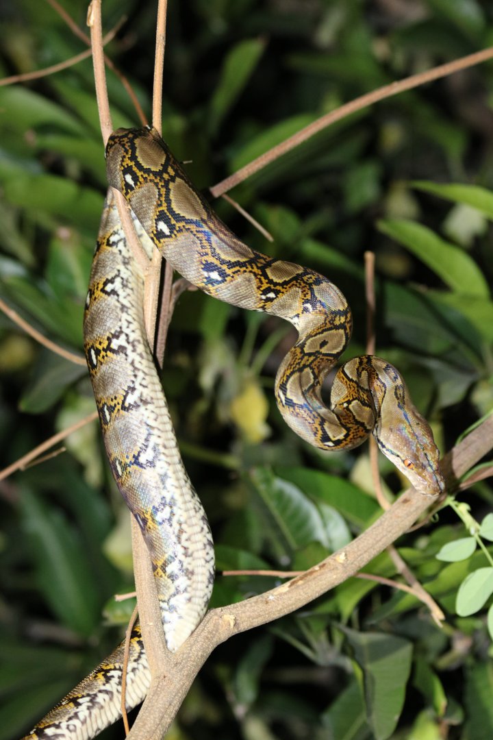Reticulated Python