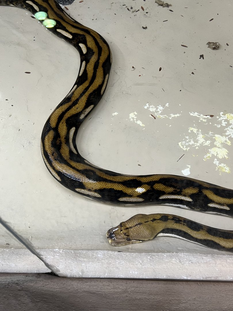 Reticulated Python