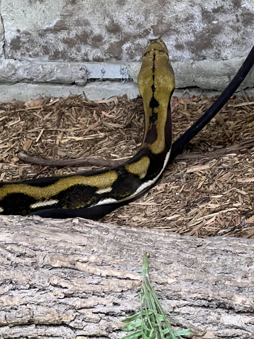 Reticulated Python