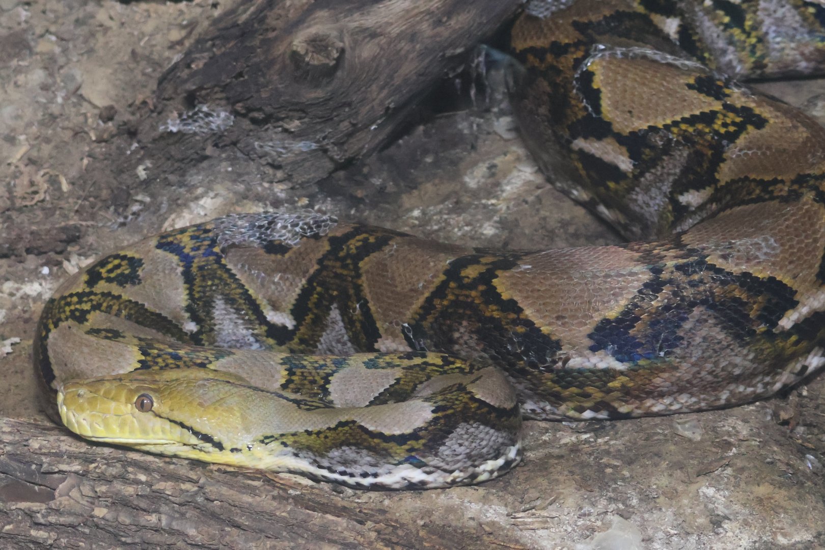 Reticulated Python