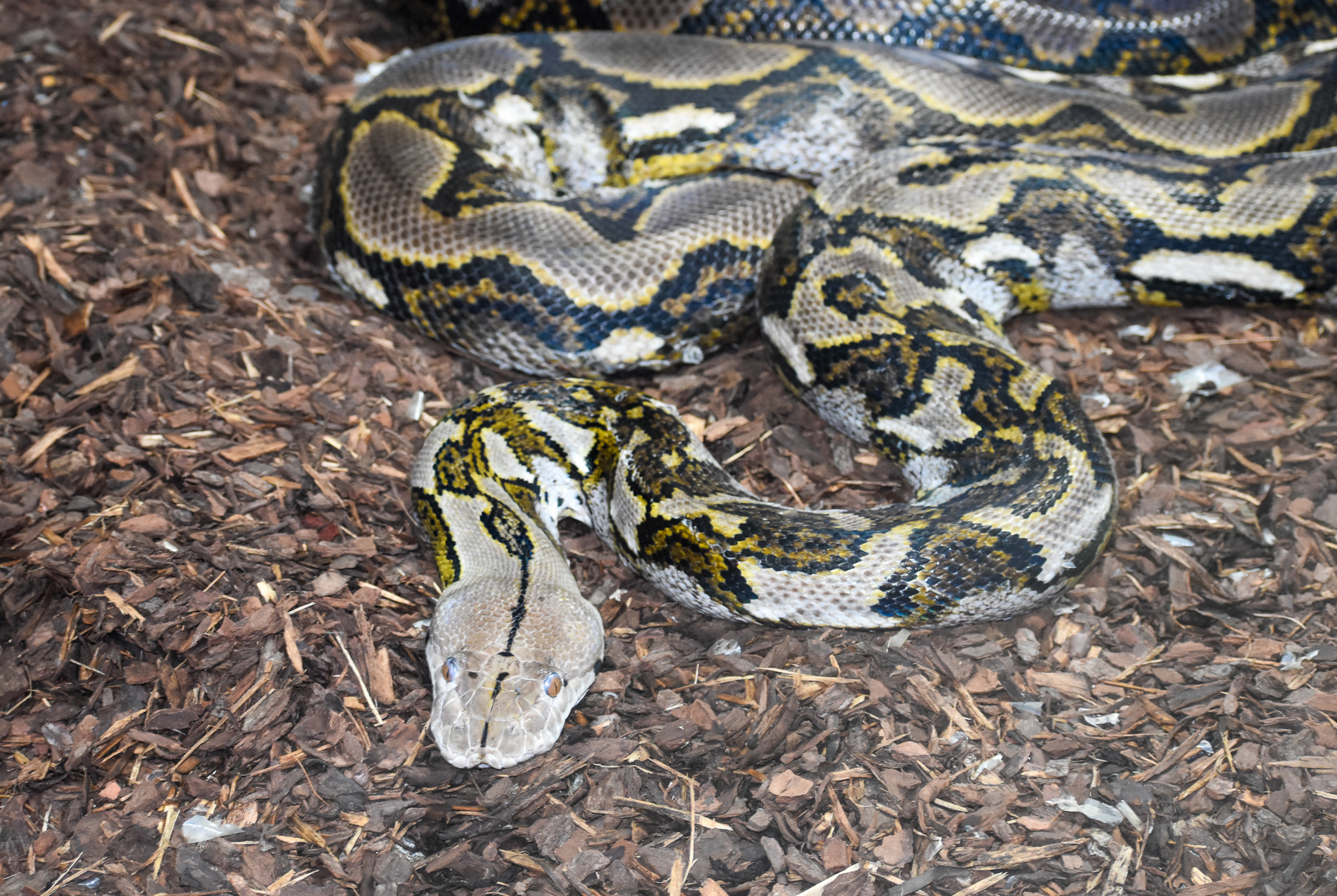 Reticulated Python